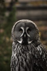 Owl staring at you.