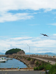 福山、鳥の旋回　壱