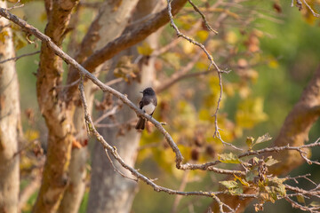 a Black Phoebe resting on a branch