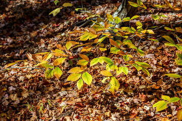 Yellow colored leaves in forest