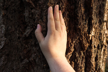 hand placed on sunny side of wide old tree