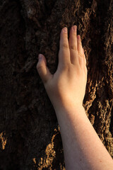 hand on sunny side of wide old tree trunk