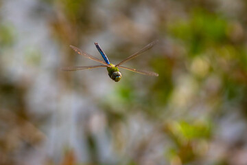 a dragonfly in flight