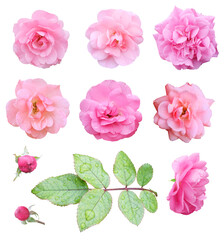 Set of flowers and leaves of pink climbing roses isolated on white background, floral details for various designs