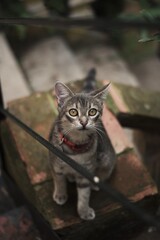 Portrait of a cute cat resting outside.