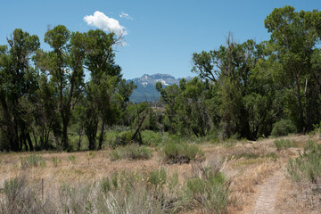 Obraz premium Hiking trail through the woods with distant mountain peak