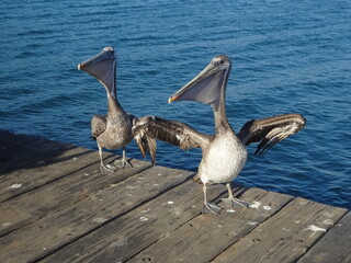 Monterey Pelicans