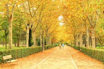 beautiful landscape of a park with high trees in autum with orange tones and fallen leaves, green, red, orange, fall, golden
