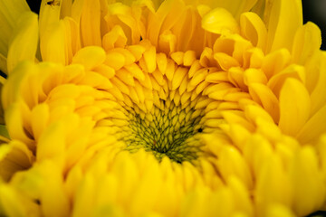 Closeup of yellow chrysanthemums