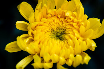 closeup of yellow chrysanthemums
