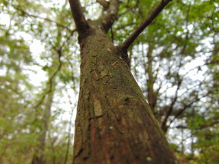 Fototapeta premium Close up of tree bark