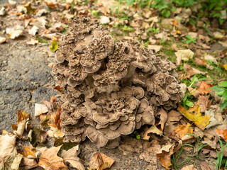 giant mushroom in the garden in late summer