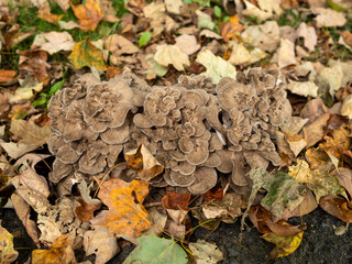 giant mushroom in the garden in late summer