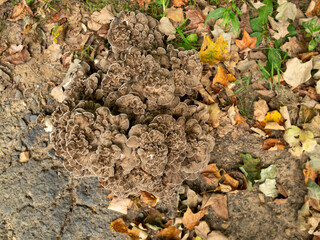 giant mushroom in the garden in late summer