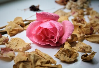 dried roses on a wooden table