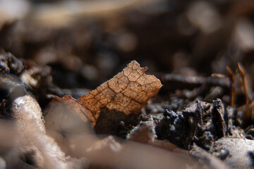 close up of a leaf
