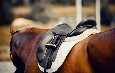 Saddle with stirrups on a back of a horse