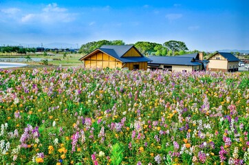 spring in the village