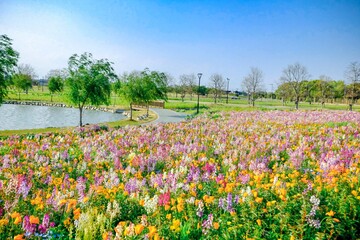 field of tulips