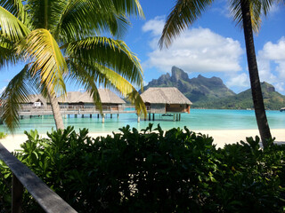 View Through Palm Trees of Overwater Bungalows 
