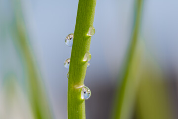 green drop on a leaf