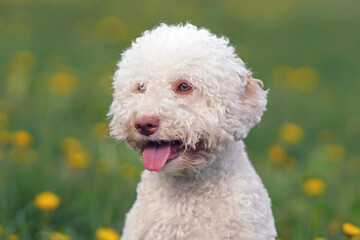 The portrait of an orange and white Lagotto Romagnolo puppy posing in a green grass with yellow dandelion flowers in spring