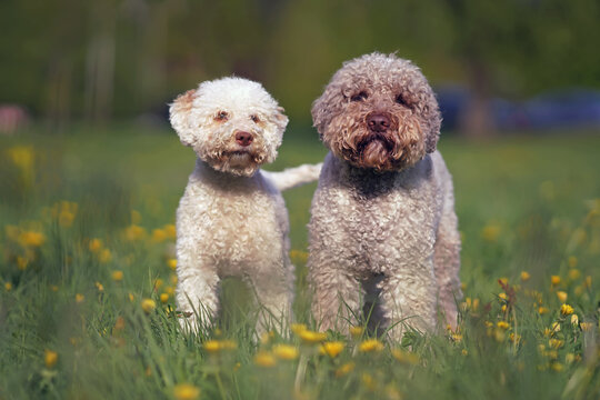 Two Lagotto Romagnolo dogs (orange and white puppy and brown roan adult) posing together standing on a green grass with yellow dandelion flowers in spring