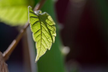close up of a leaf