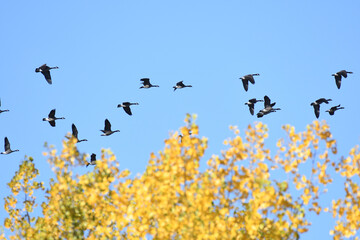 Flock of Canada Geese migrating from north to south