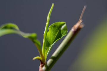 close up of a leaf
