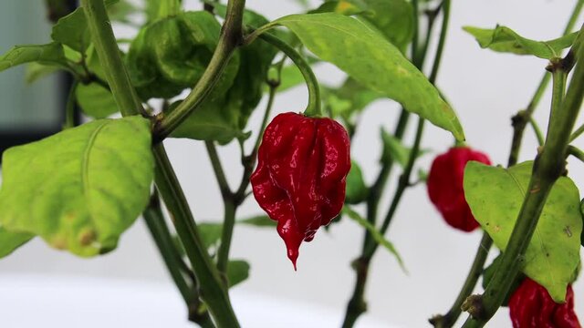 Medium and close up shot of Carolina Reaper Red Hot Chili Pepper. Declared the hottest chili pepper in the world. Shot ripening on the plant outside with out of focus background.
