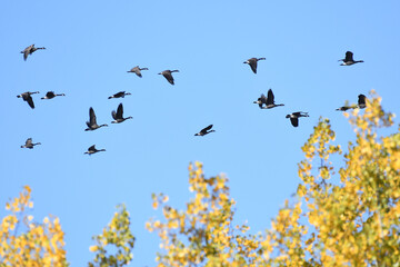 Flock of Canada Geese migrating from north to south under a blue sky