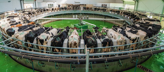 Panorama of Cows on milking machine in dairy farm.