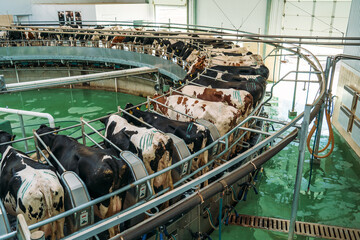 Milking cows process on automatic industrial milking system in dairy farm.