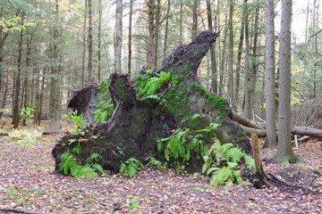 Ferns on large root system
