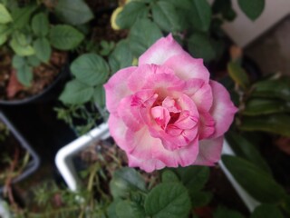 pink rose in garden