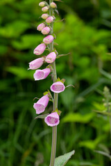 Purple lady slipper flowers on a green stalk with a dark green background