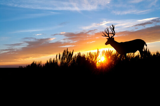 A male (buck) mule deer against an evening sunset.