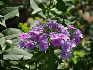 Fototapeta na wymiar Clusters of lilac fall phlox bouquets in a garden