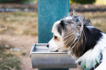 dog drinking from a drinking dish