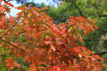 Color change on the seasonal trees