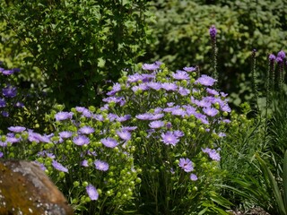 Violet aster flowers growing at a garden in a park