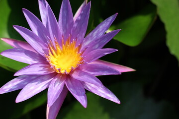 Picture of Water Lilies 