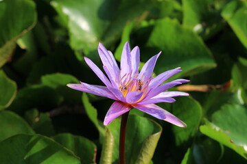 Picture of Water Lilies 