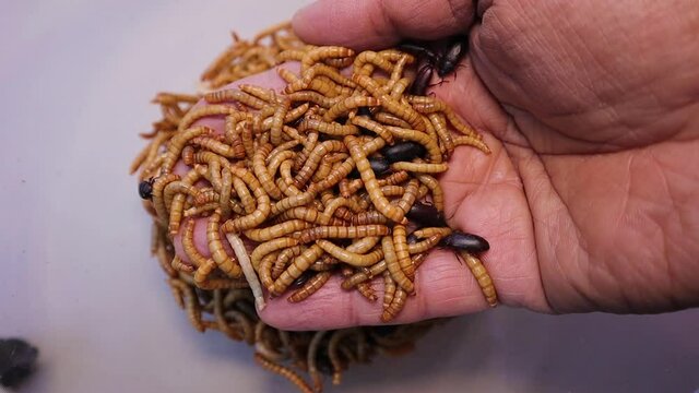 mealworms; larva & adult on the hand. larvae Stages of the meal worm - the life cycle of a mealworm, meal worm, super worm, superworm, superworms, super worms. insects, insect, bugs, bug, animals