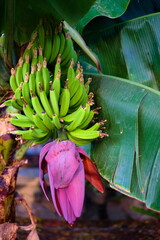 Fototapeta premium A bunch of young green bananas and a banana flower on a banana plant.