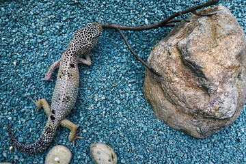 Top view of leopard gecko on blue gravel in terrarium