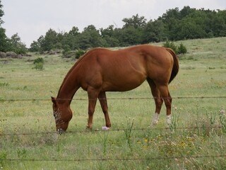 Horse grazing in a meadow with a barbed wire fence