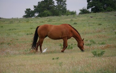 Horse grazing in the grass, with an egret close by