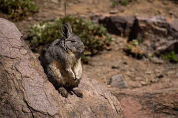 Wild brown vizcacha posing on rocks
